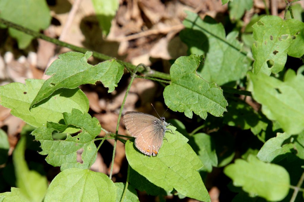 Satyrium acaciae?